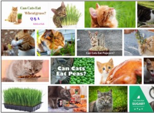 Můžou kočky jíst pšeničnou trávu? Důležité tipy pro dietu vašeho mazlíčka