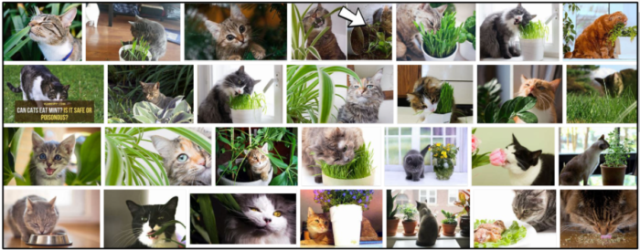 Kunnen katten planten eten? Essentiële feiten die u moet leren