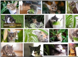 Můžou kočky jíst rostliny? Důležitá fakta, o kterých se musíte dozvědět