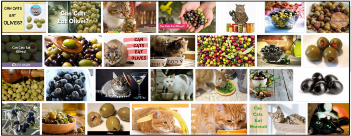 Os gatos podem comer azeitonas verdes? Tudo o que você precisa saber