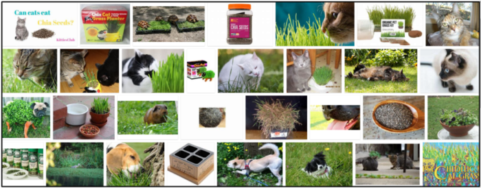 Les chats peuvent-ils manger de l herbe de chia ? Ne les nourrissez pas avant de l avoir lu