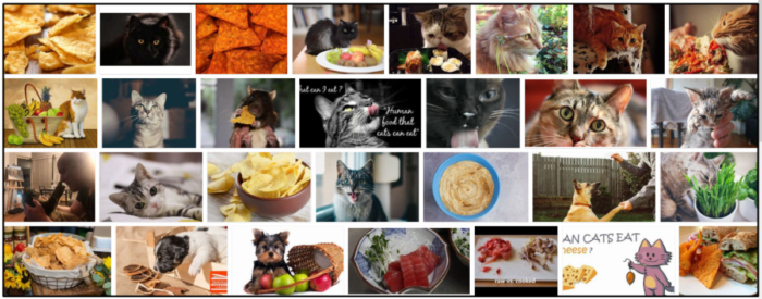 Les chats peuvent-ils manger des Doritos ? Comment éviter une éventuelle malnutrition
