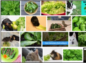 Můžou kočky jíst římský salát? Měli byste krmit nebo byste se měli vyhýbat