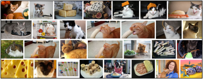 고양이가 스트링 치즈를 먹을 수 있습니까? 반려동물의 식단을 위한 중요 팁