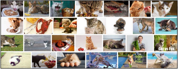 Kunnen katten sint-jakobsschelpen eten? De beste manier om je vriend(in) te voeden