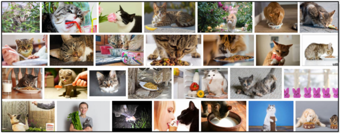 猫はカーネーションを食べることができますか？彼らの食事療法のためにそれは健康であるかどうか 