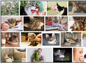 Můžou kočky jíst karafiáty? Je to pro jejich stravu zdravé, nebo ne