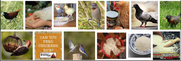 Kan fåglar äta ris? Är ris farligt för fåglar?