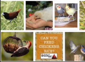 鳥はご飯を食べることができますか？米は鳥にとって危険ですか？