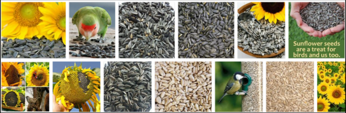 Os pássaros podem comer sementes de girassol? Descubra a verdade