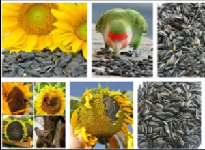Kan fåglar äta solrosfrön? Ta reda på sanningen