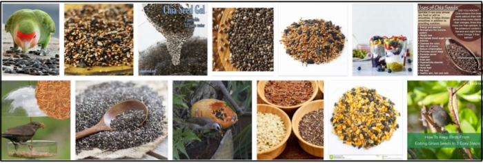 Kan fåglar äta chiafrön? Är chiafrön bra för fåglar?