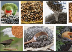Les oiseaux peuvent-ils manger des graines de chia ? Les graines de chia sont-elles bonnes pour les oiseaux ?