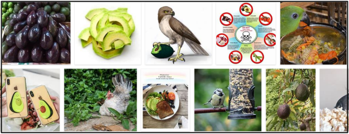 Můžou ptáci jíst avokádo? Jednoduchá pravda o avokádu