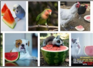 Kunnen vogels watermeloen eten? Ontdek de waarheid