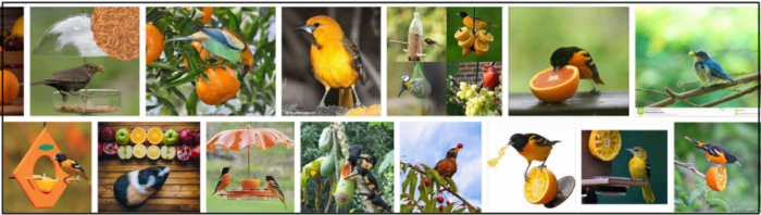 Kunnen vogels sinaasappels eten? Houden vogels van sinaasappels? 