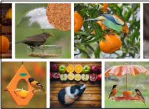 Kunnen vogels sinaasappels eten? Houden vogels van sinaasappels? 
