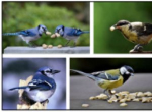 Kan fåglar äta saltade jordnötter? Gillar fåglar saltade jordnötter?