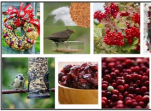 Os pássaros podem comer cranberries? Alimente os pássaros apenas com o melhor alimento natural para pássaros