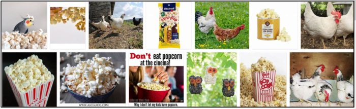 Kunnen vogels popcorn eten? Mogen wilde vogels popcorn eten?