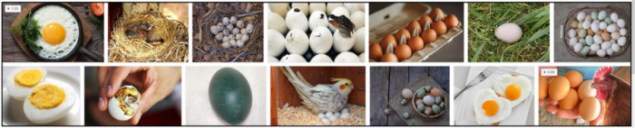 Kan fåglar äta ägg eller äggröra? Ta reda på sanningen