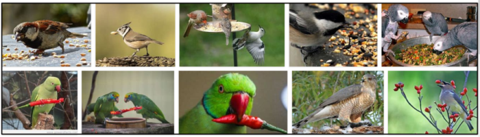 Kan fåglar äta kryddig mat? Sanningen om kryddig mat