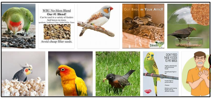 Могут ли птицы есть семена льна? Любят ли птицы семена льна?