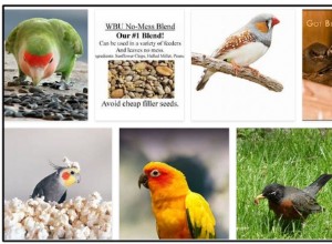Les oiseaux peuvent-ils manger des graines de lin ? Les oiseaux aiment-ils les graines de lin ?