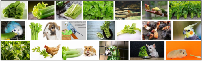 Můžou ptáci jíst celer? Naučte se všechny výhody