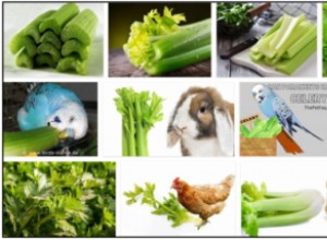 Můžou ptáci jíst celer? Naučte se všechny výhody