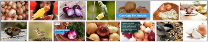 Můžou ptáci jíst cibuli? Zjistěte pravdu