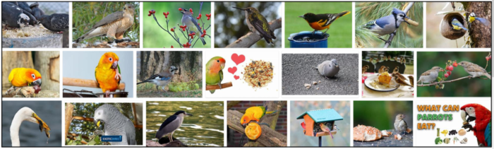 Kunnen vogels cashewnoten eten? Zijn cashewnoten veilig voor vogels?