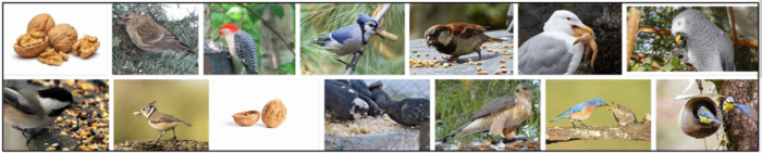 Kan fåglar äta valnötter? Vad kan fåglar äta?