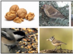 Kan fåglar äta valnötter? Vad kan fåglar äta?