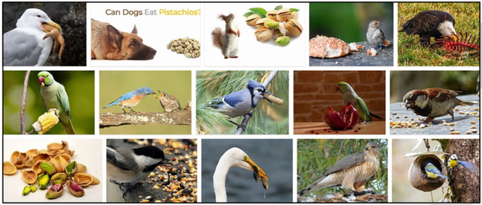 새가 피스타치오를 먹을 수 있습니까? 피스타치오는 새에게 안전한가요?