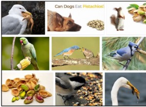 Os pássaros podem comer pistache? Os pistaches são seguros para pássaros?