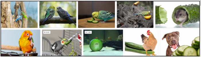 Můžou ptáci jíst okurku? Naučte se všechna fakta o okurce
