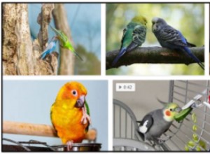 鳥はきゅうりを食べることができますか？きゅうりについてのすべての事実を学ぶ 