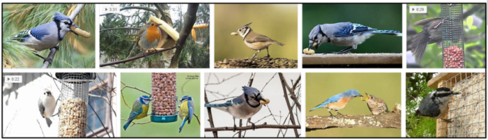 Kunnen vogels pinda s eten? Ontdek of pinda s veilig zijn voor vogels