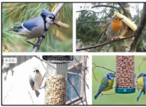 Můžou ptáci jíst arašídy? Zjistěte, zda jsou arašídy pro ptáky bezpečné