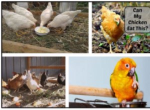 Můžou ptáci jíst brambory? Naučte se vše o bramborách