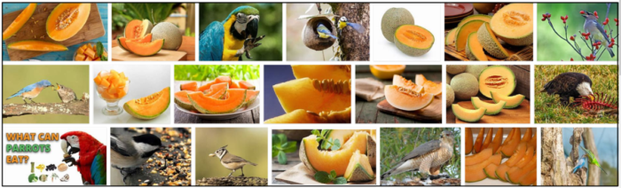Kunnen vogels meloen eten? Kun je vogels voeren met meloen?