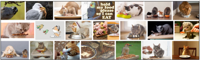 Kan fåglar äta kattmat? Är kattmat säkert för fåglar?