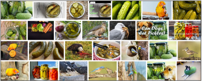 Kunnen vogels augurken eten? Zijn augurken veilig voor vogels?