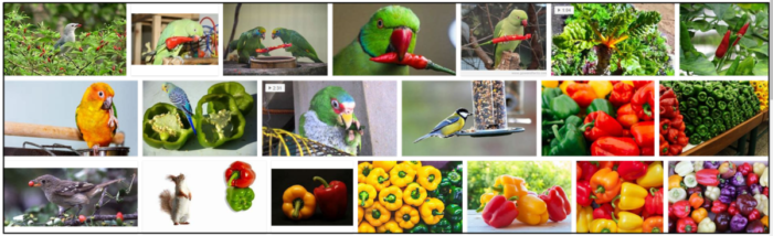 Gli uccelli possono mangiare i peperoni? Scopri tutto su Birds and Pepper