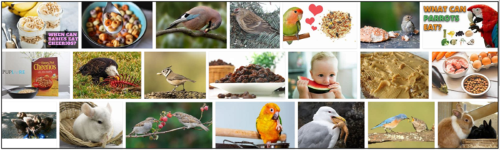 Os pássaros podem comer cereais? Não alimente seu pássaro antes de lê-lo