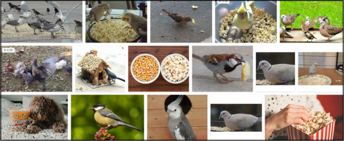 Mohou ptáci jíst popcorn? Nebudete věřit tomu, co čtete