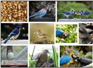 Les oiseaux peuvent-ils manger des pignons ? Découvrez tout sur les pignons de pin à partir de zéro