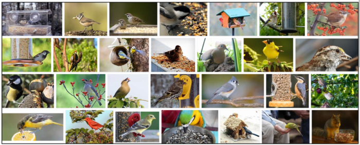 Могут ли дикие птицы есть семена льна? Любят ли птицы семена льна?