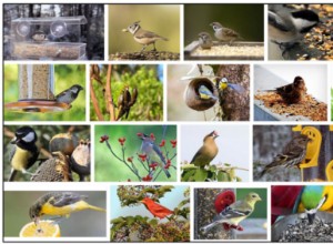 Gli uccelli selvatici possono mangiare semi di lino? Agli uccelli piacciono i semi di lino?